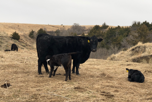 The Importance of Knowing Where Your Food Comes From