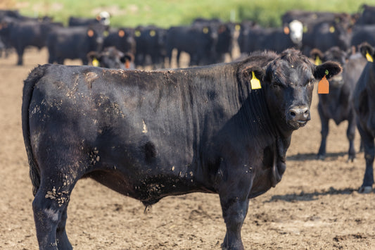Connect Beef Membership